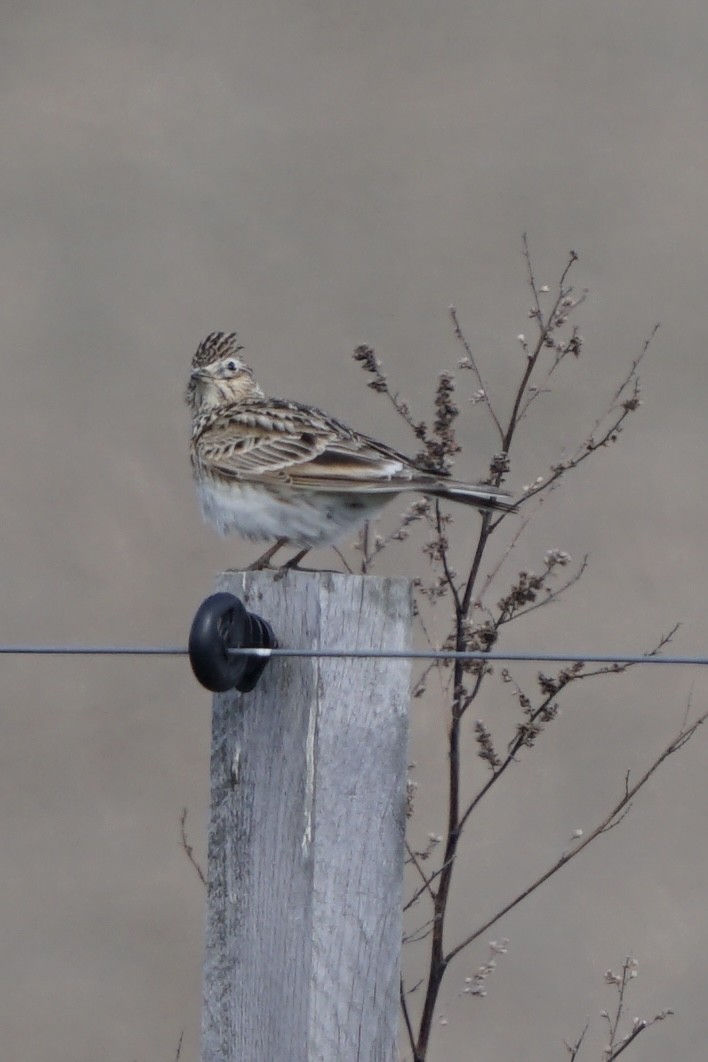 Eurasian Skylark - ML635385886