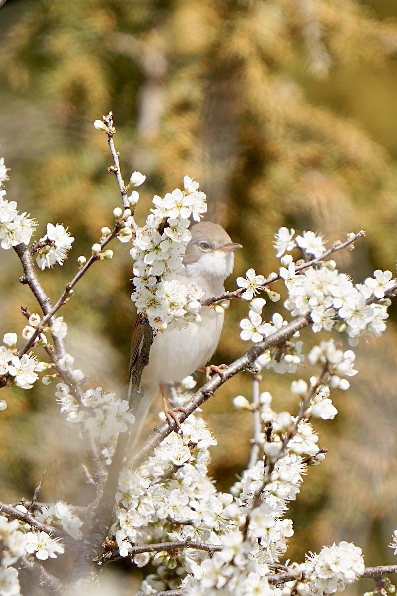Lesser Whitethroat - ML635385923