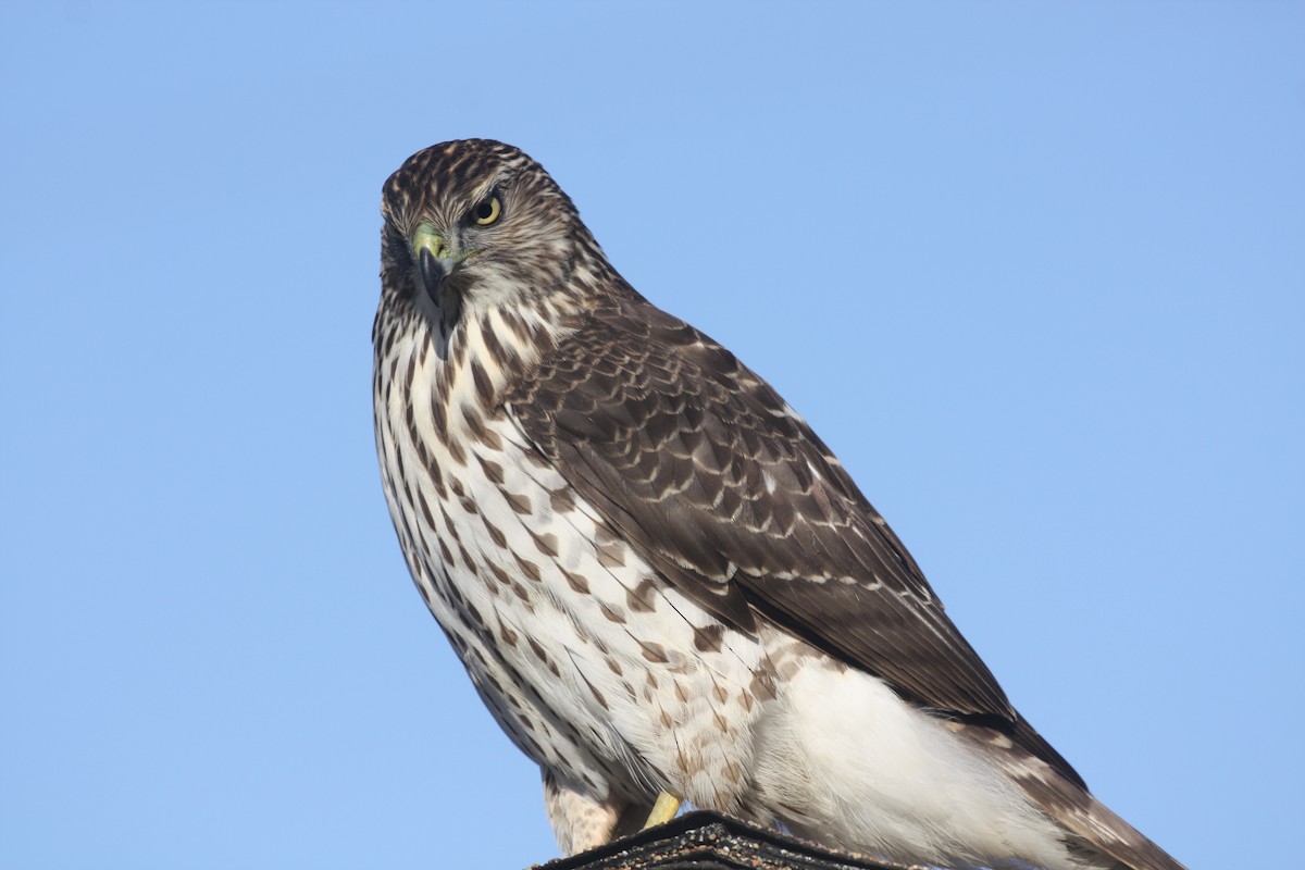 Cooper's Hawk - ML635385959