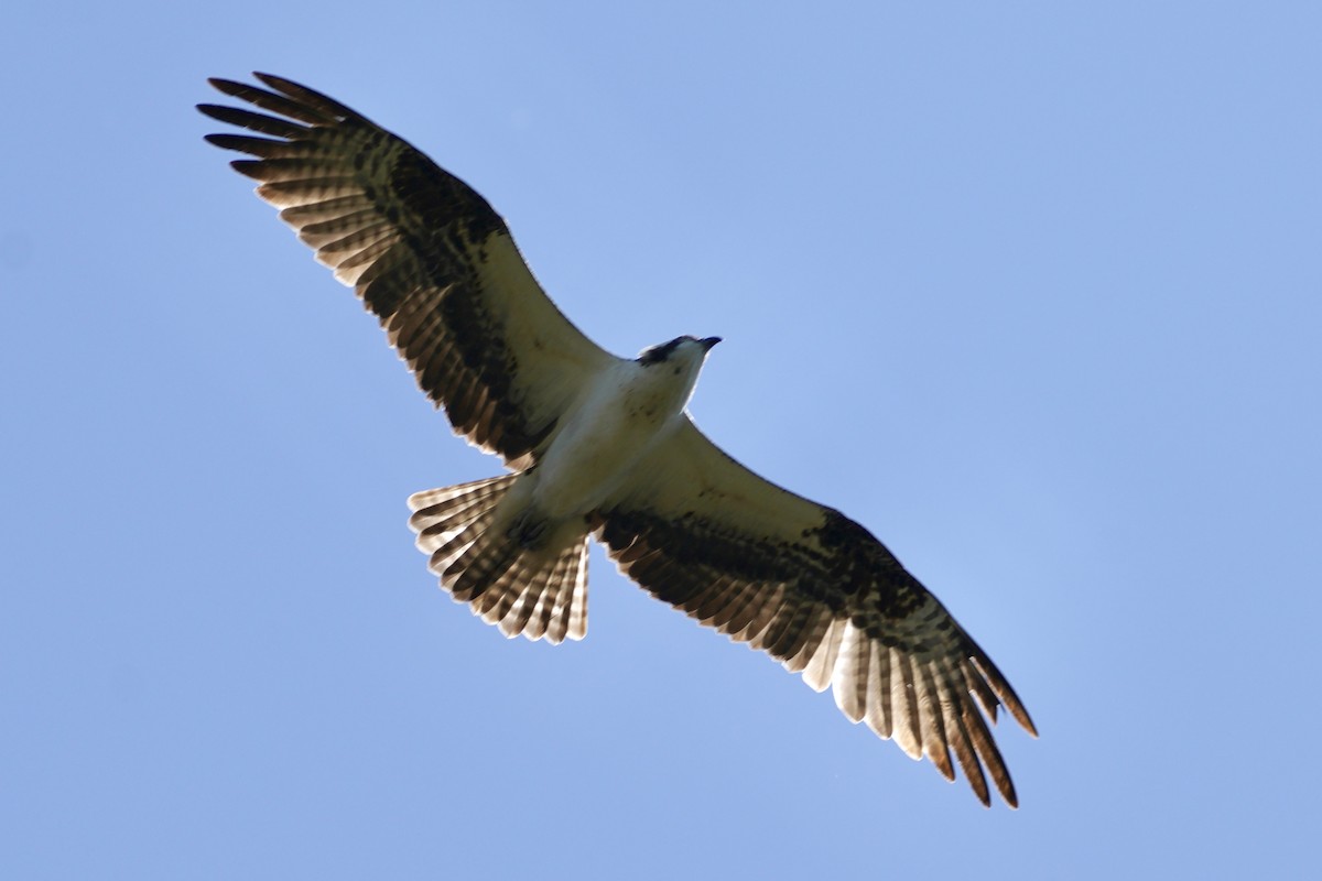 Osprey - ML635385961