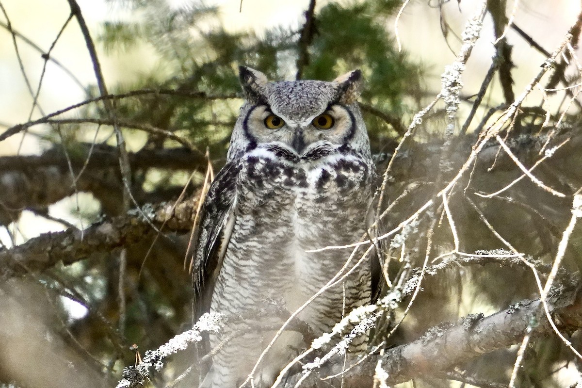 Great Horned Owl - ML635385975