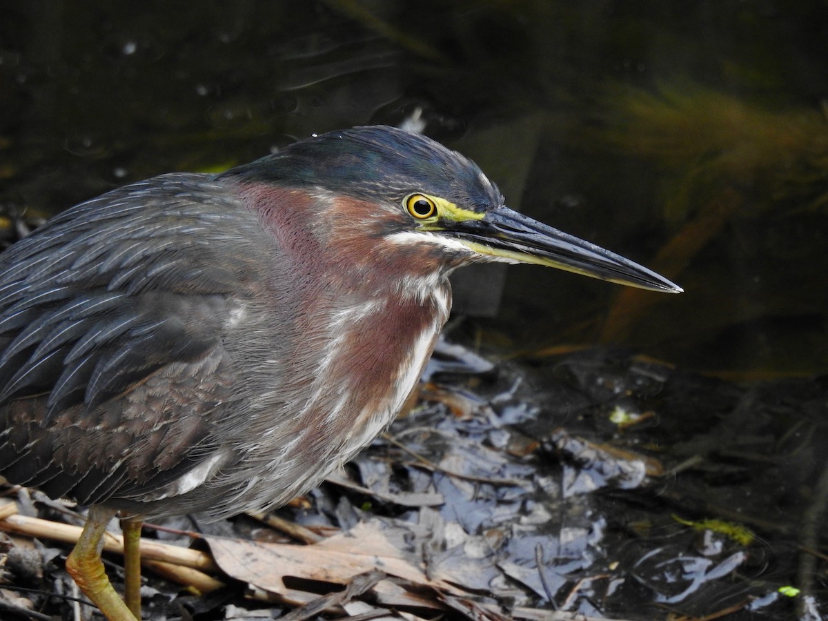 Green Heron - ML635385987