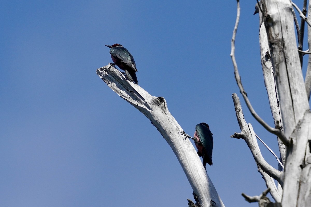 Lewis's Woodpecker - ML635386004