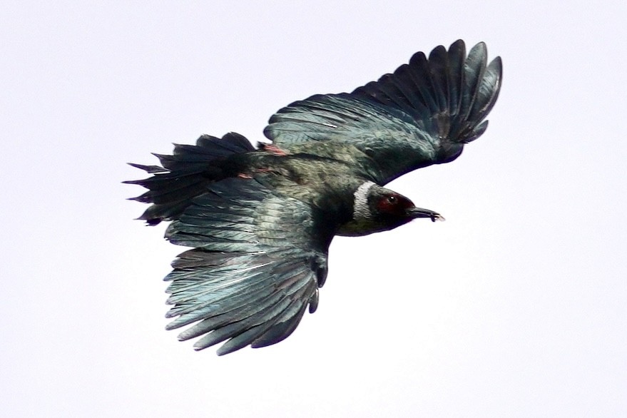 Lewis's Woodpecker - ML635386005