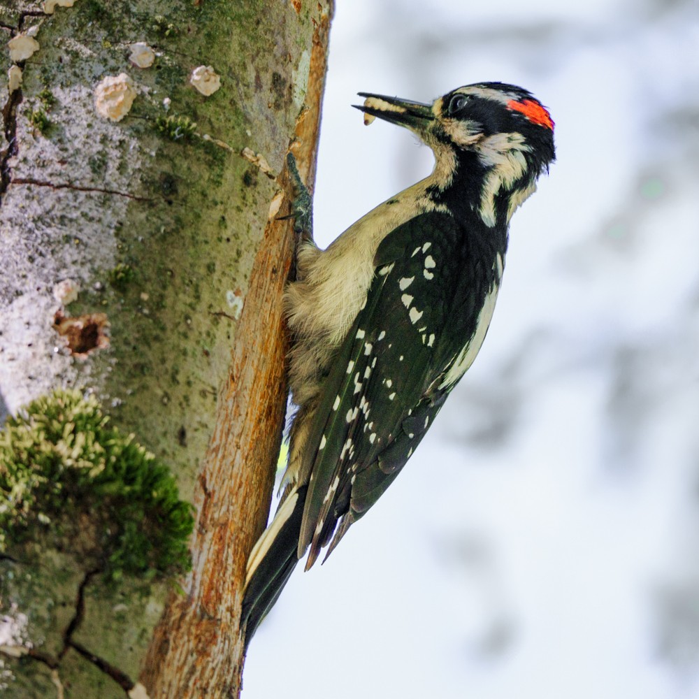 Downy Woodpecker - ML635386007