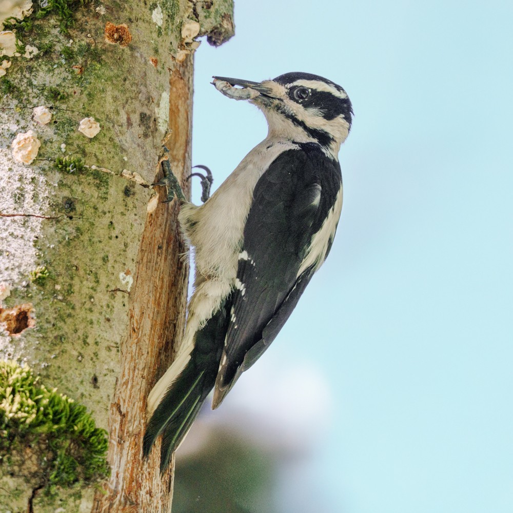 Downy Woodpecker - ML635386008