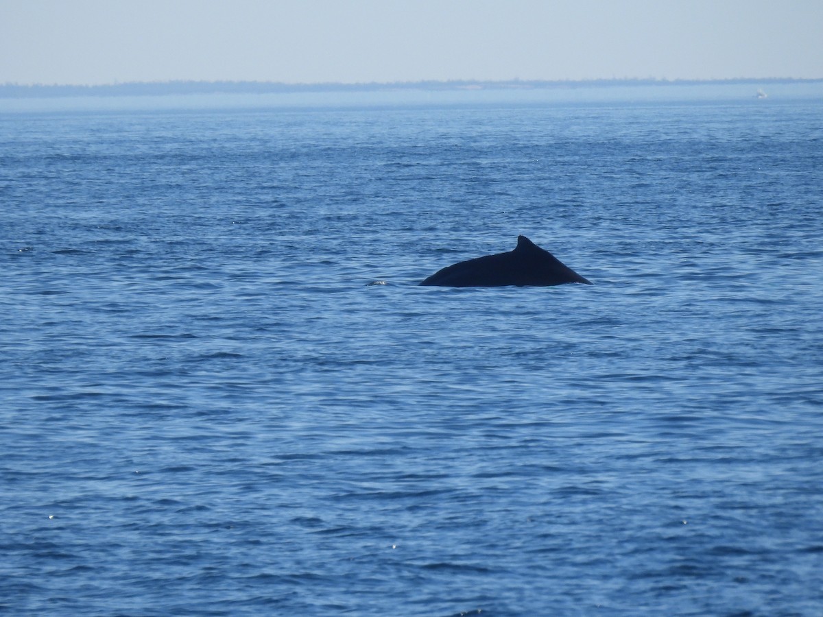 Humpback Whale - ML635386009