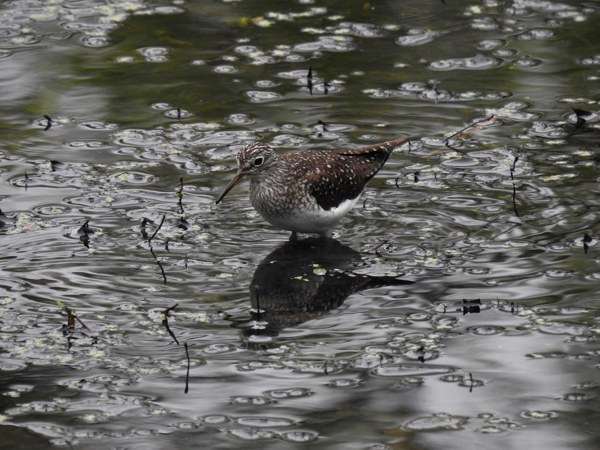 Solitary Sandpiper - ML635386020