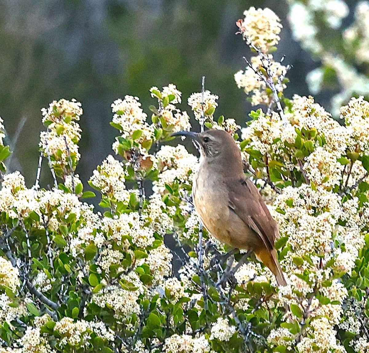California Thrasher - ML635386027