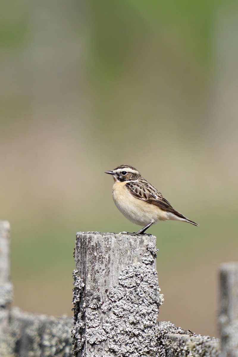 Whinchat - ML635386040