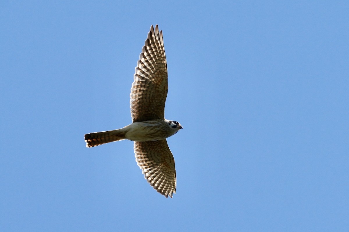 American Kestrel - ML635386047