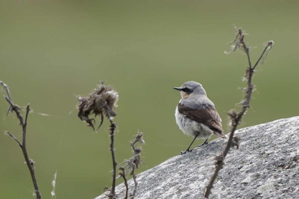 Northern Wheatear - ML635386053