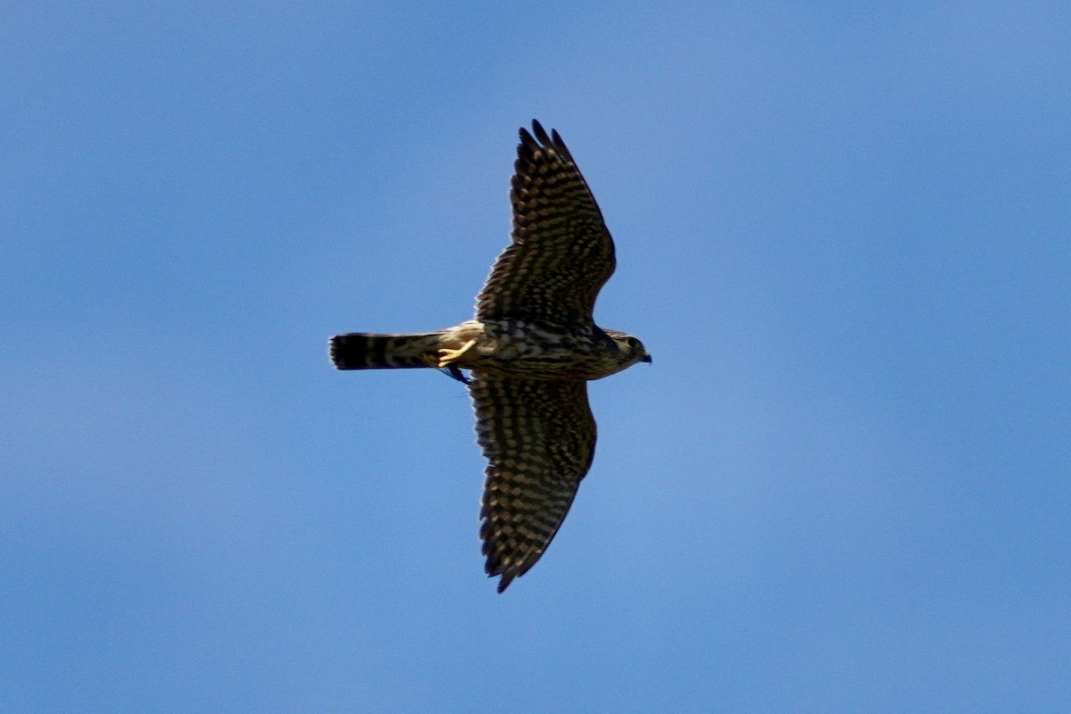 Merlin - ML635386063