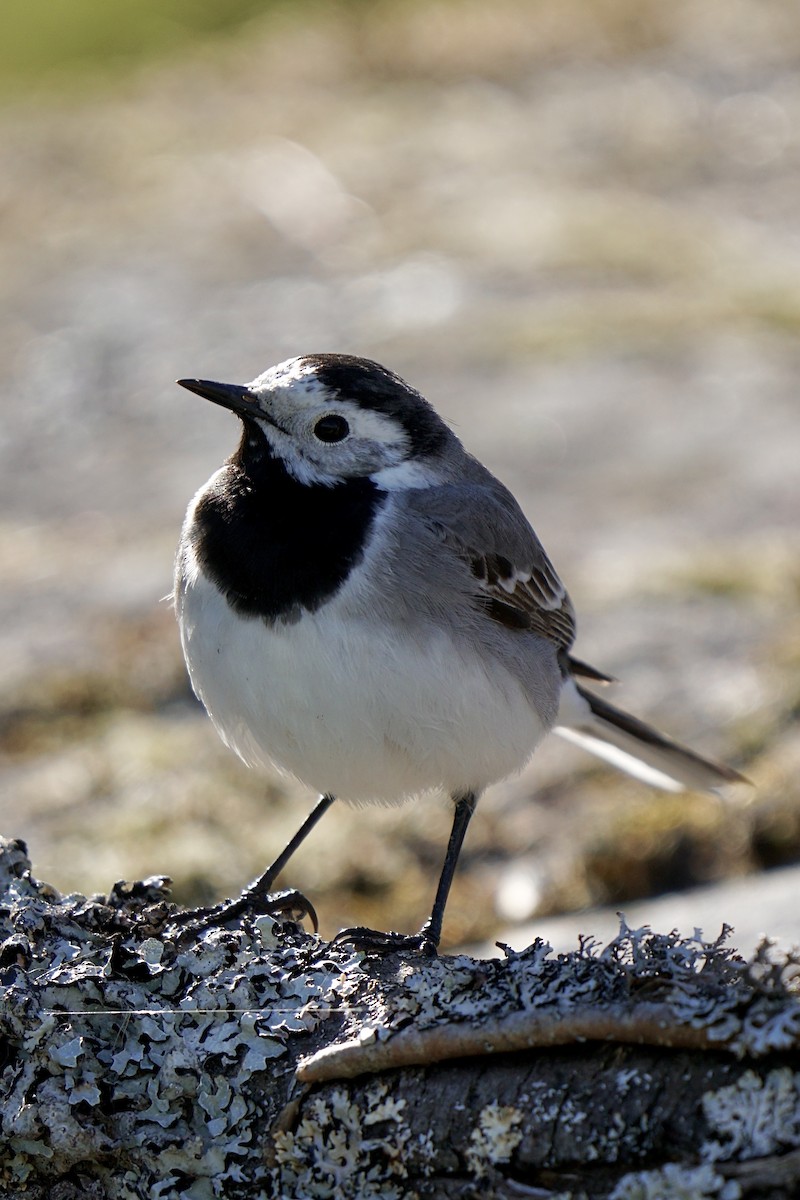 White Wagtail - ML635386072