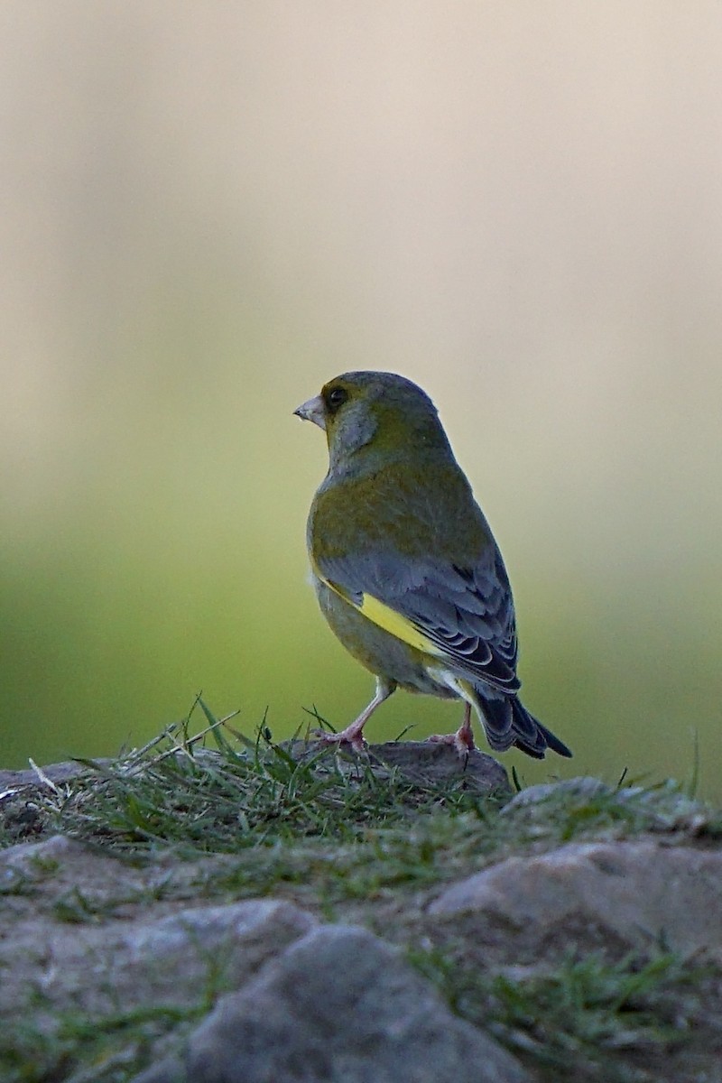 European Greenfinch - ML635386085