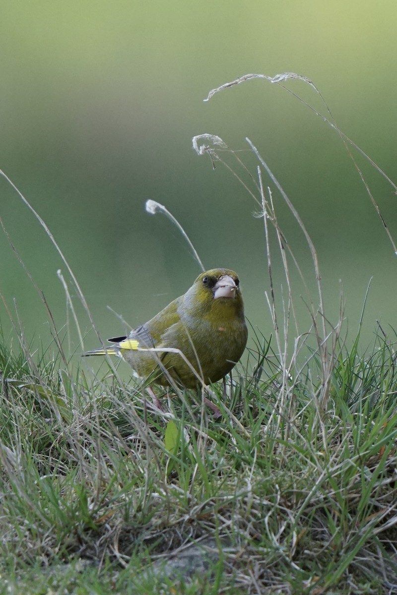 European Greenfinch - ML635386086