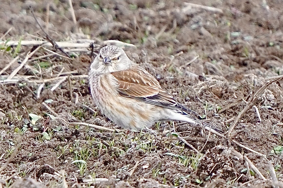 Eurasian Linnet - ML635386109