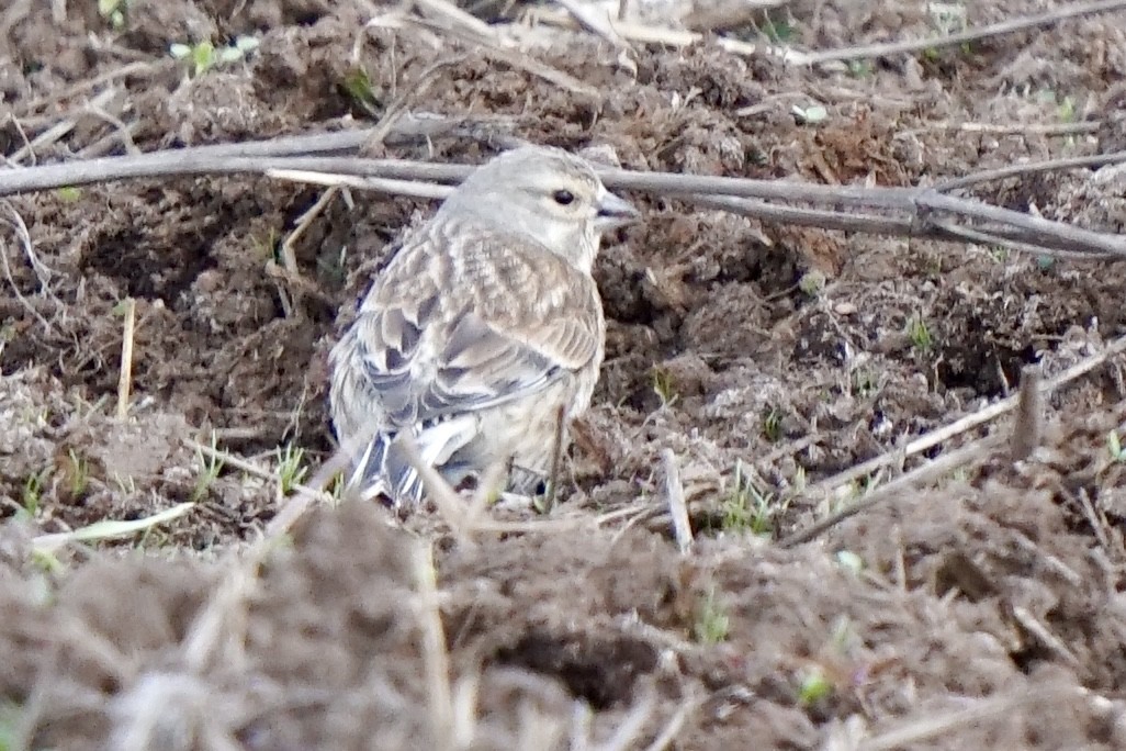 Eurasian Linnet - ML635386110