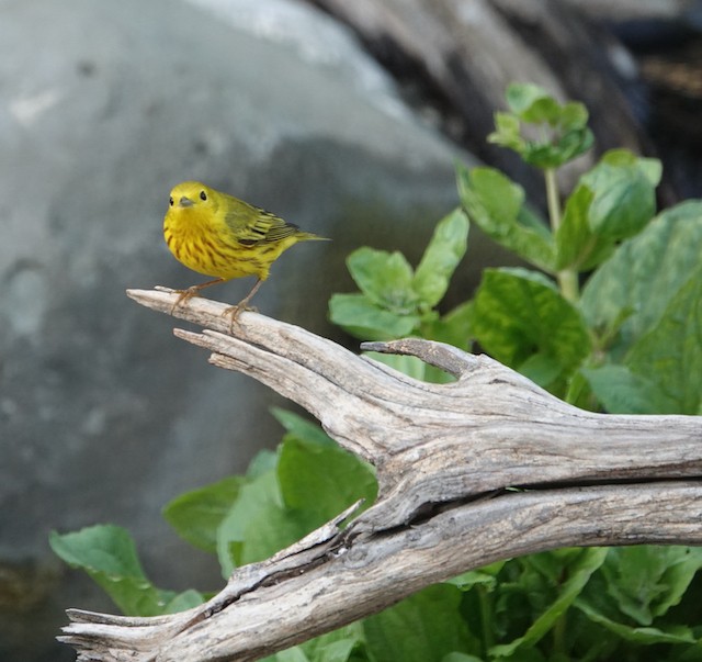 Northern Yellow Warbler - ML635386122