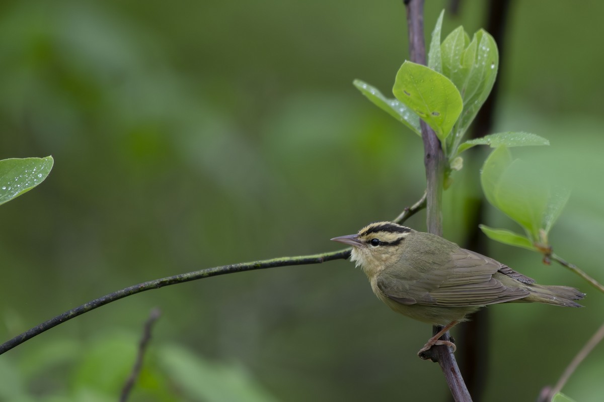 Worm-eating Warbler - ML635386149