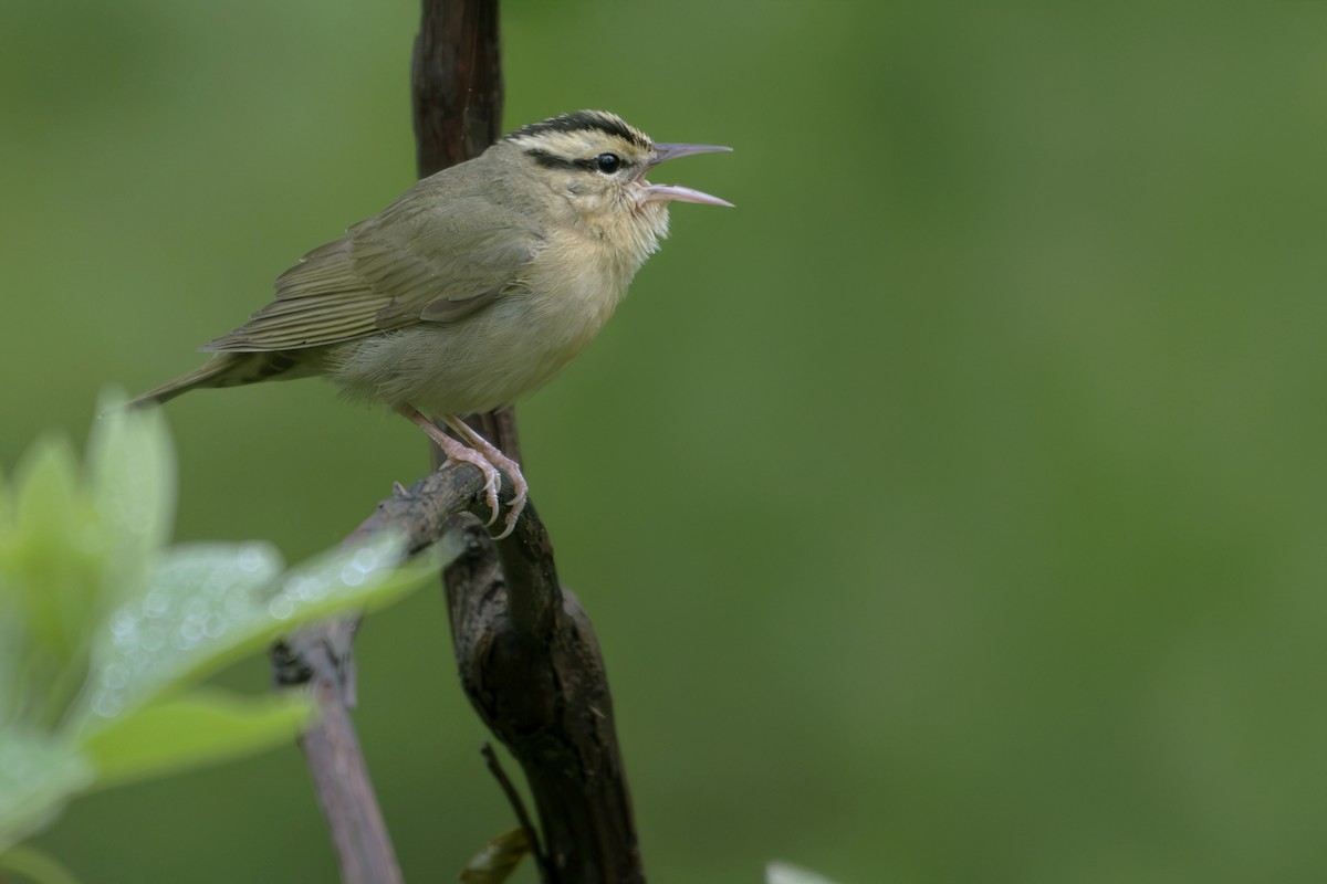 Worm-eating Warbler - ML635386150