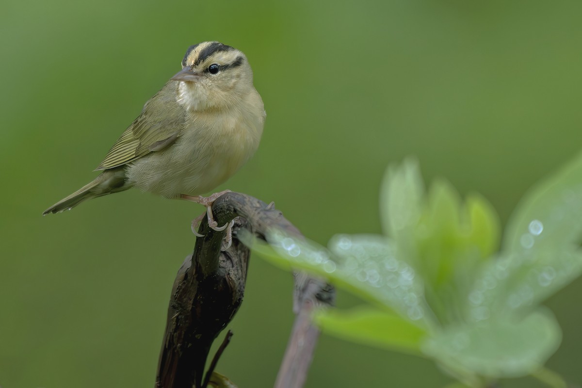 Worm-eating Warbler - ML635386151