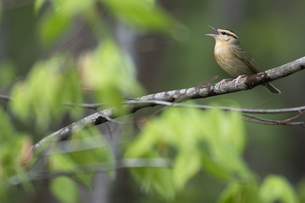 Worm-eating Warbler - ML635386157