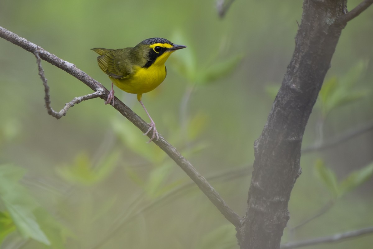 Kentucky Warbler - ML635386162