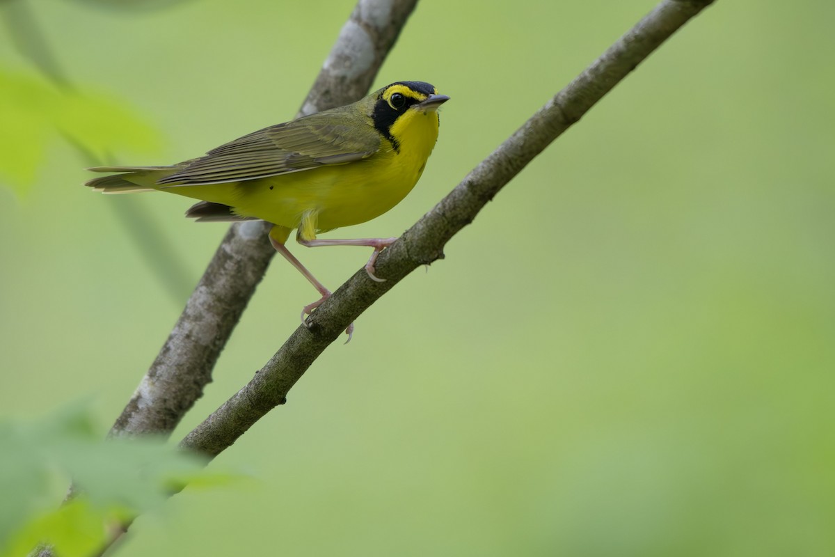 Kentucky Warbler - ML635386179