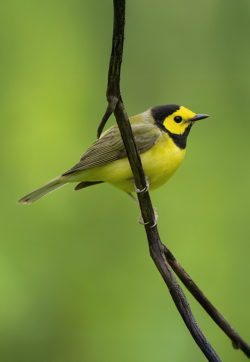 Hooded Warbler - ML635386186