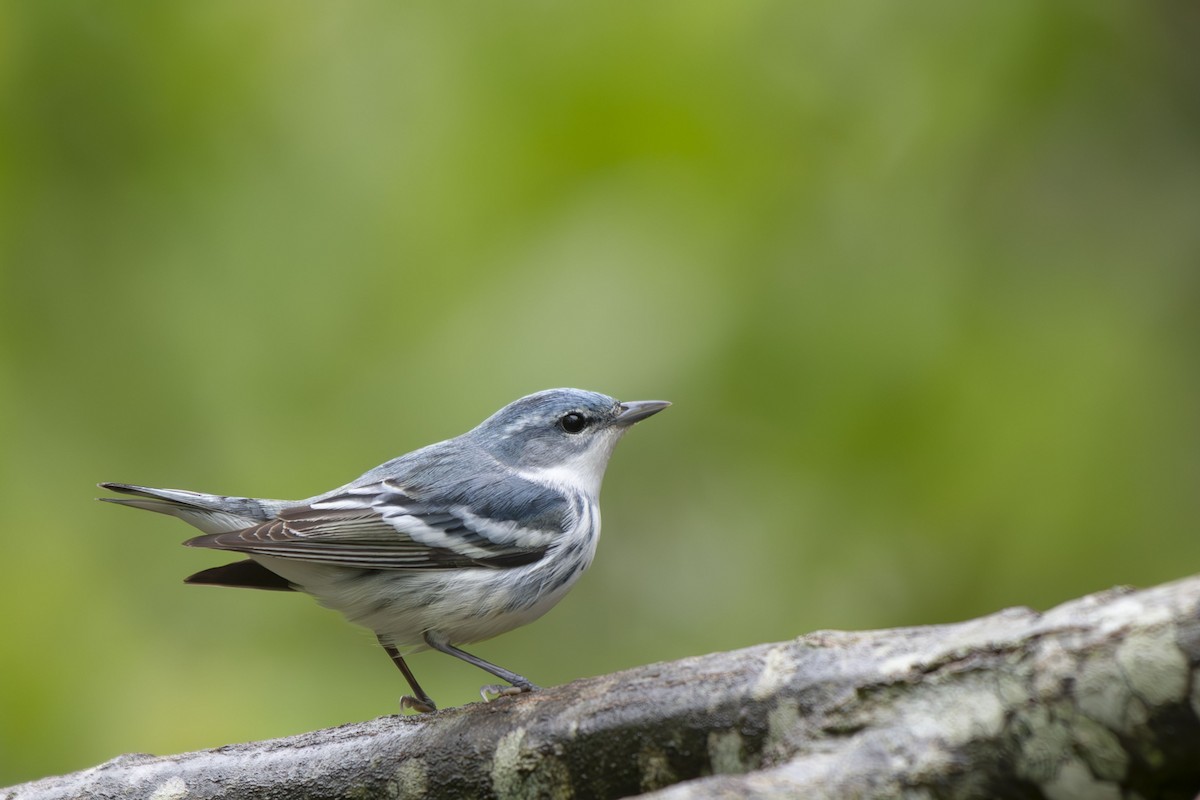 Cerulean Warbler - ML635386191