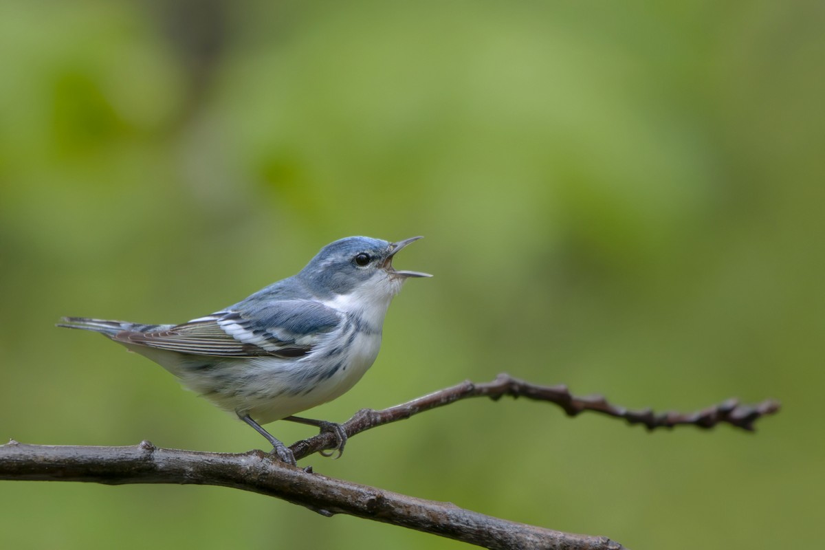 Cerulean Warbler - ML635386192