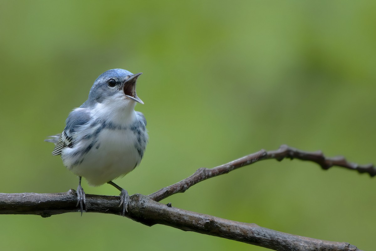 Cerulean Warbler - ML635386199