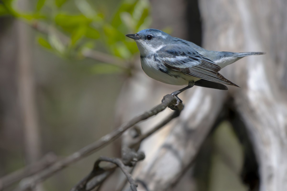 Cerulean Warbler - ML635386205