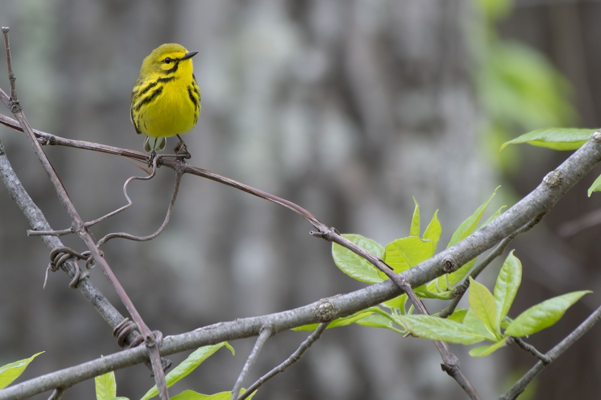 Prairie Warbler - ML635386227