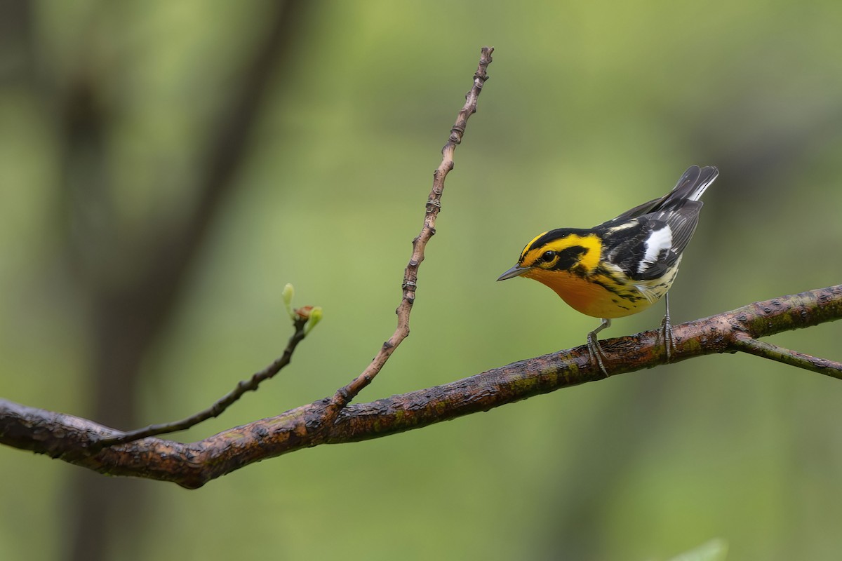 Blackburnian Warbler - ML635386234
