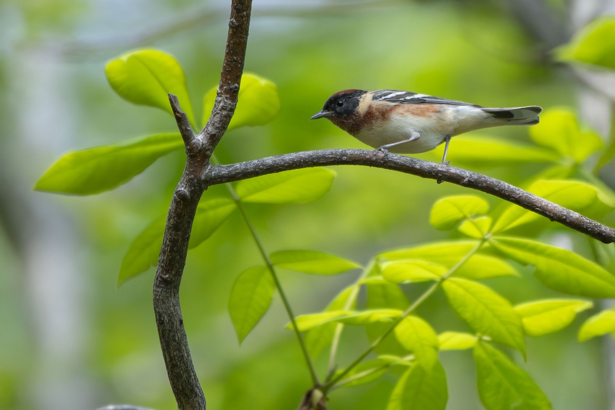 Bay-breasted Warbler - ML635386237