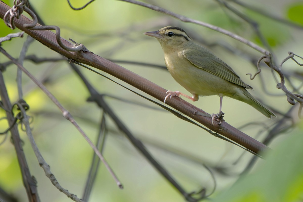 Worm-eating Warbler - ML635386253
