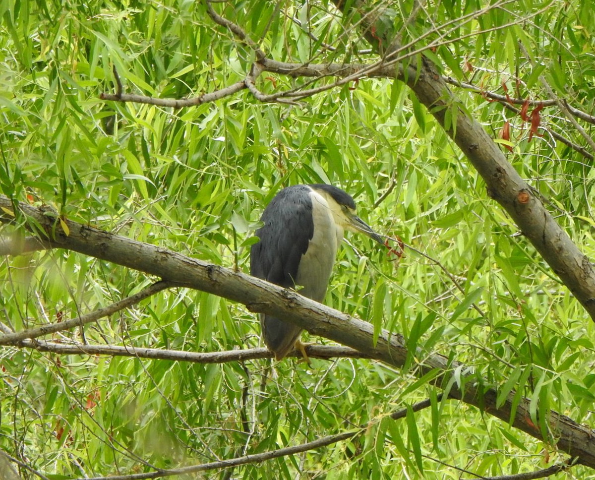 Black-crowned Night Heron - ML635386264