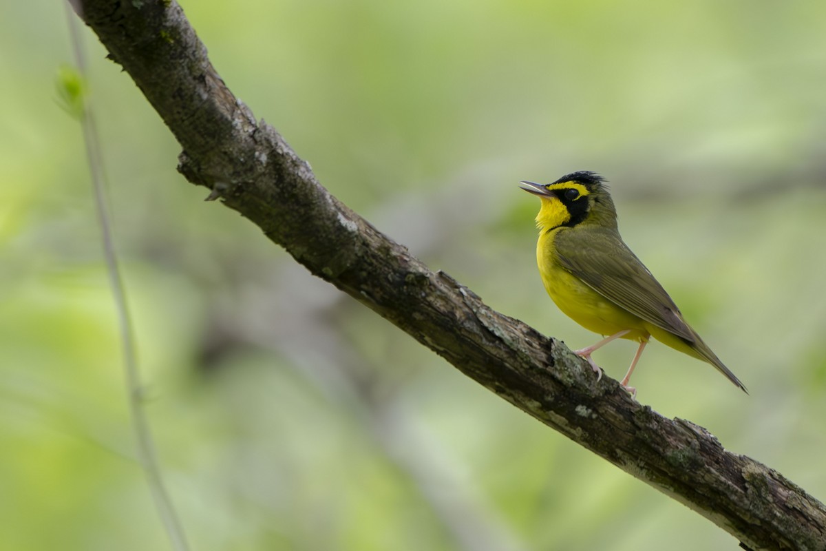 Kentucky Warbler - ML635386273