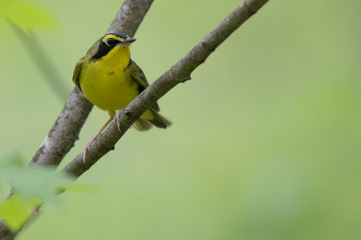 Kentucky Warbler - ML635386274