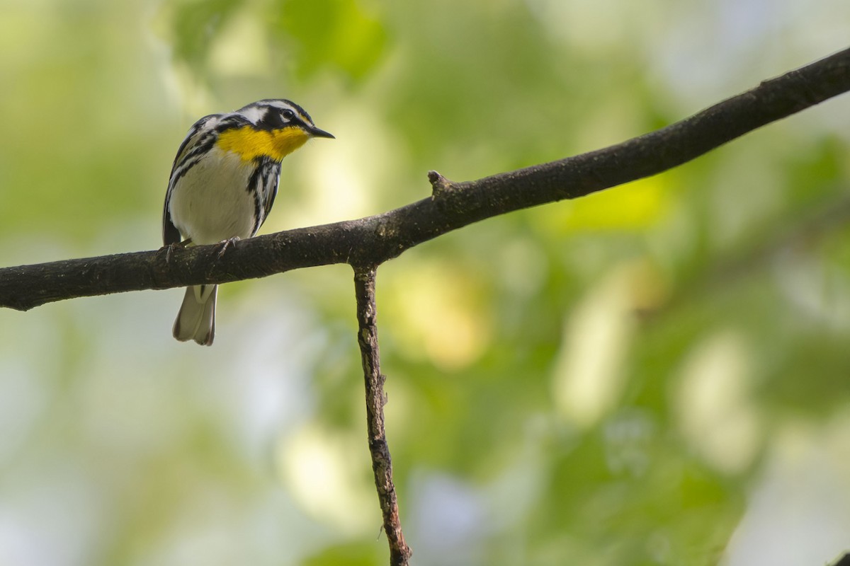 Yellow-throated Warbler - ML635386282