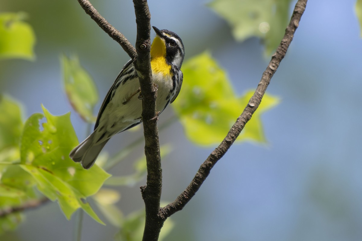 Yellow-throated Warbler - ML635386283