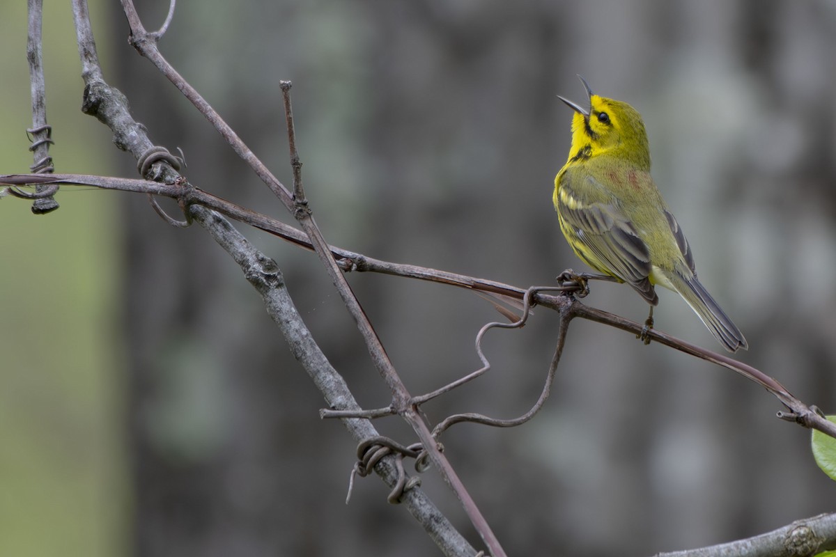 Prairie Warbler - ML635386302