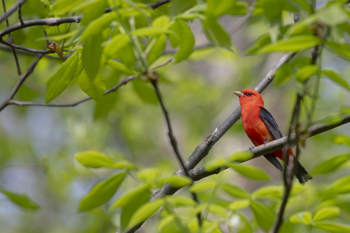 Scarlet Tanager - ML635386310