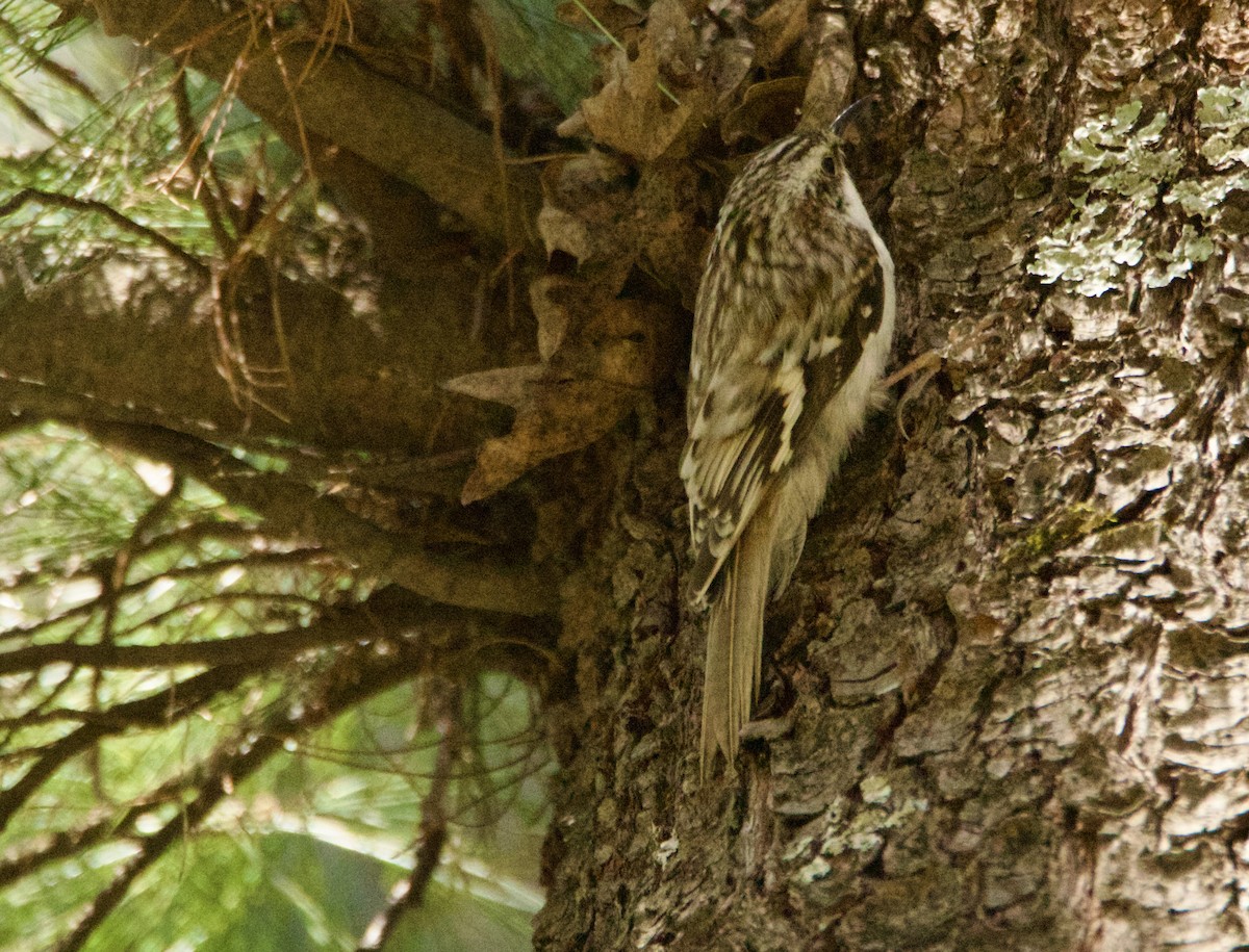 Brown Creeper - ML635386315