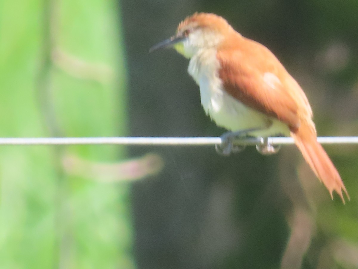 Yellow-chinned Spinetail - ML635386340