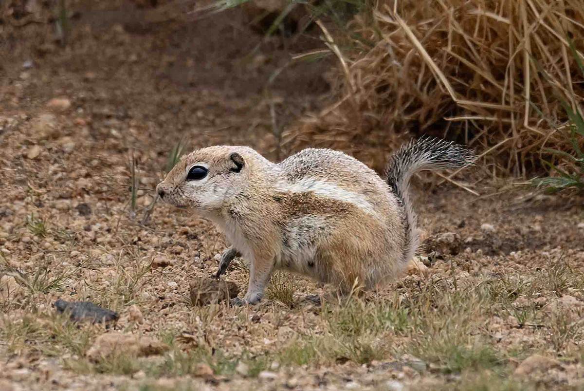 White-tailed Antelope Squirrel - ML635386392