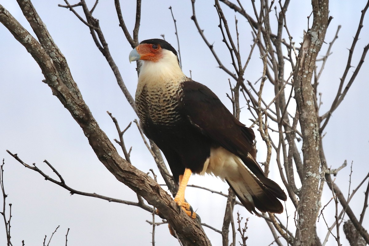 Caracara huppé - ML635386443