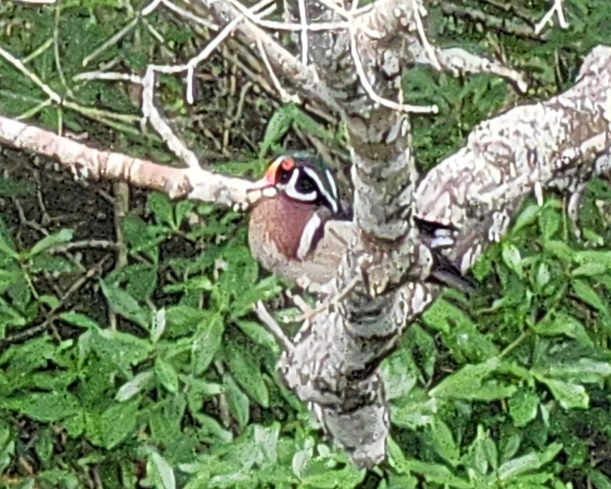 Wood Duck - ML635386454
